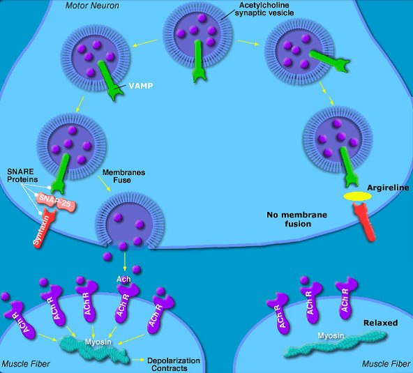 HEXAPEPTIDE-ACTION-PHOTO